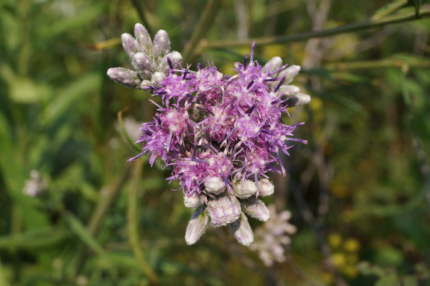 Изображение особи Saussurea elata.