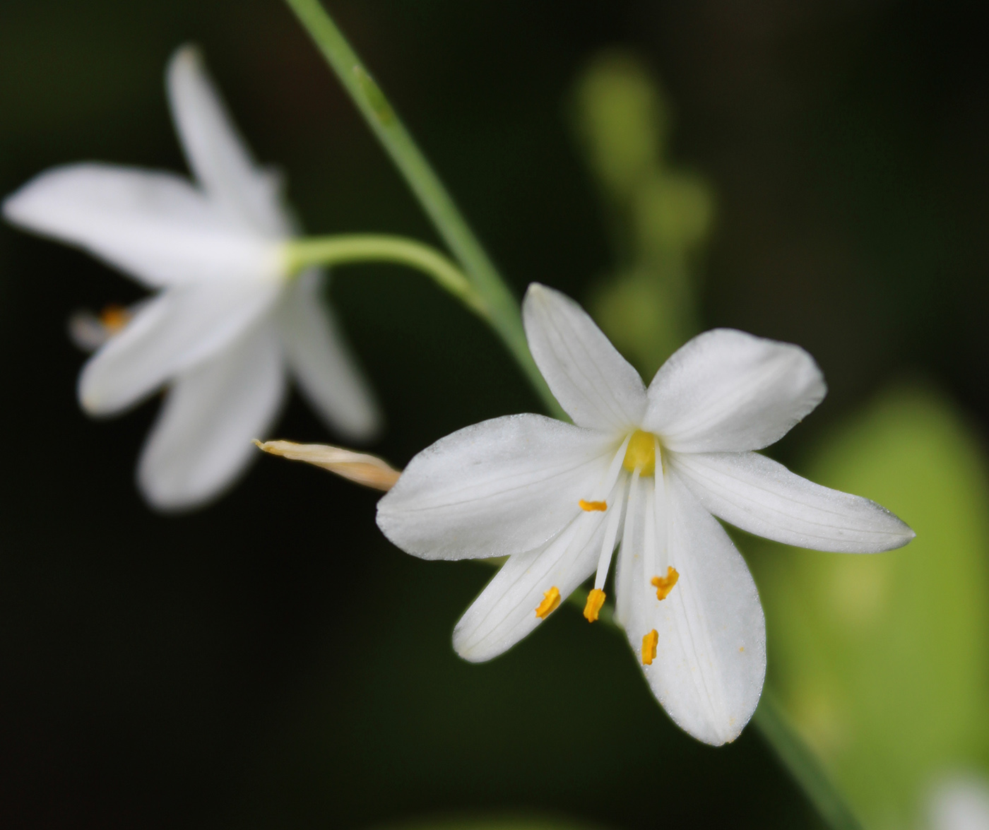 Изображение особи Anthericum ramosum.