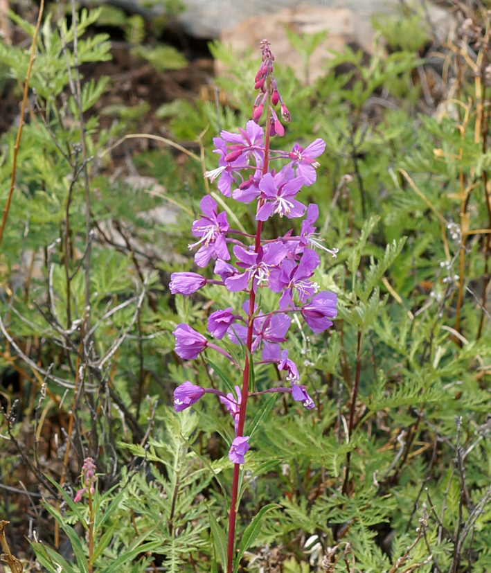 Изображение особи Chamaenerion angustifolium.