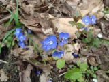 Veronica umbrosa