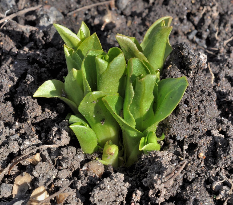 Изображение особи Dodecatheon meadia.