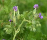 Geranium pusillum