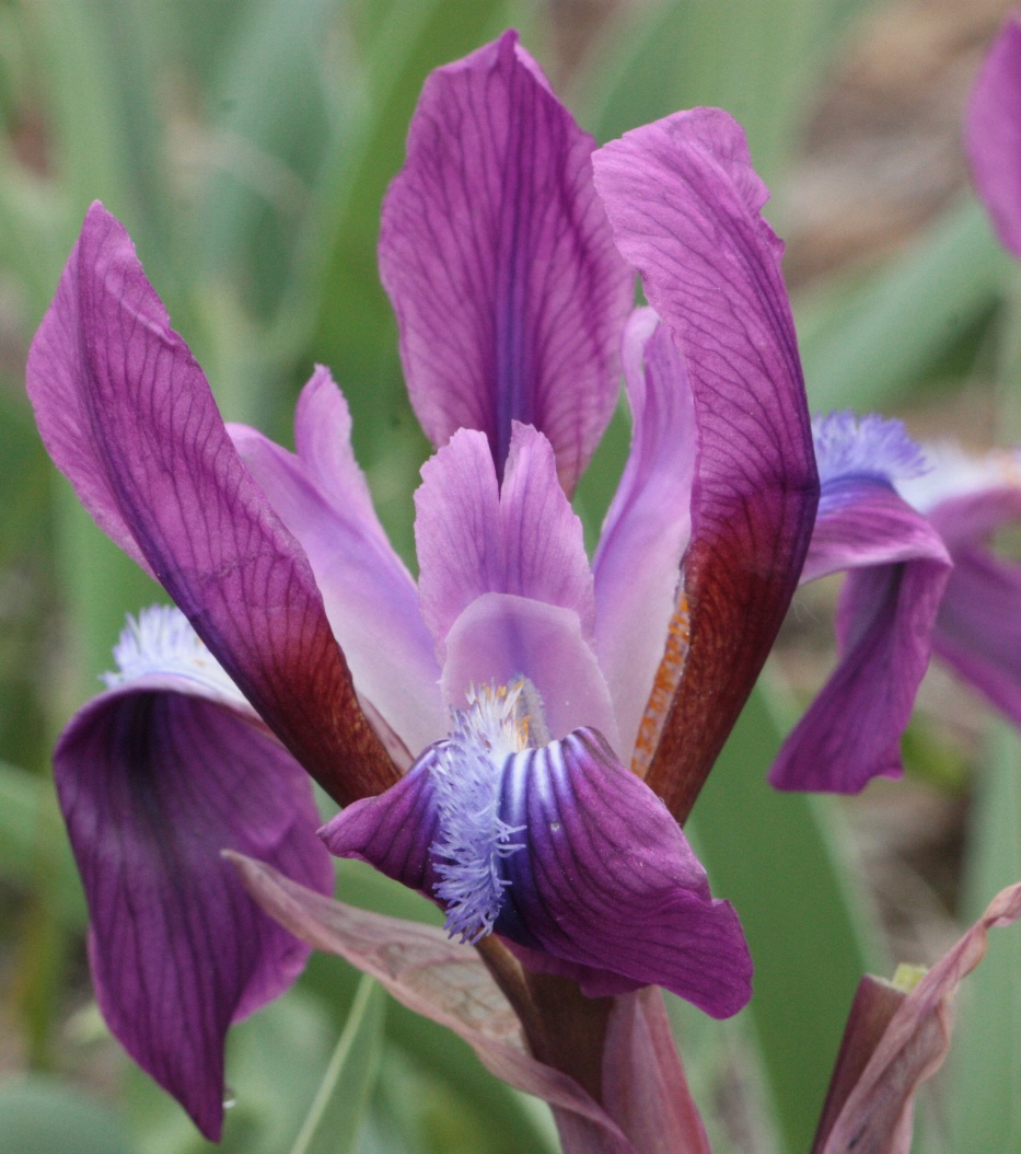 Image of Iris glaucescens specimen.
