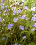 Myosotis sylvatica. Части побегов с соцветиями. Украина, Житомирская обл. Новоград-Волынский р-н. 01.05.2016.