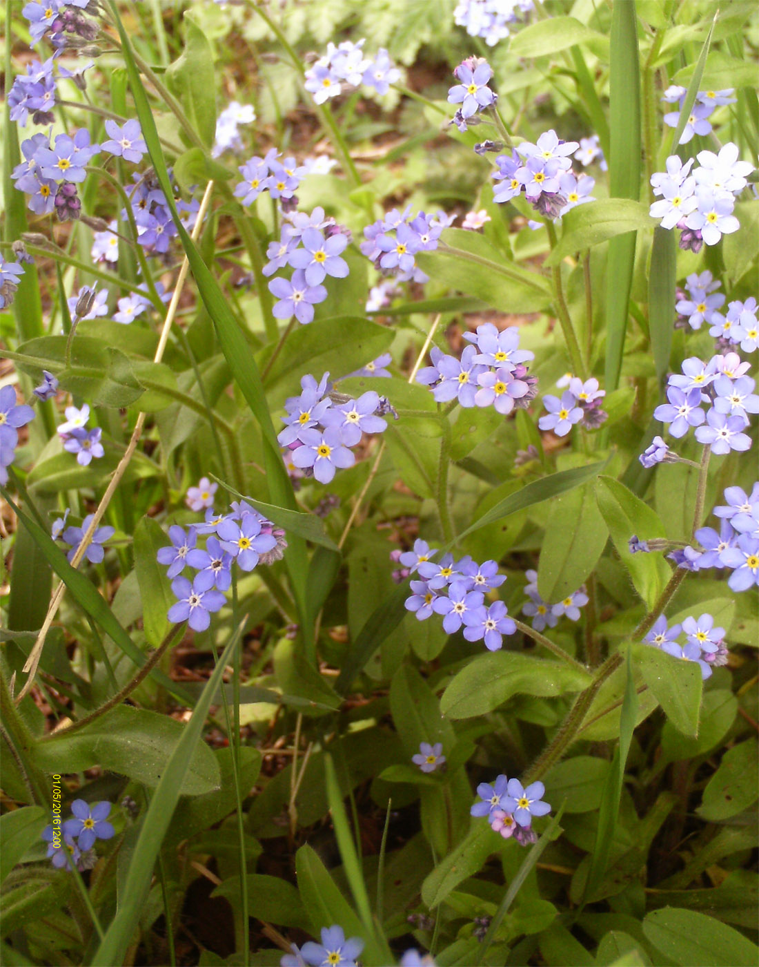 Image of Myosotis sylvatica specimen.