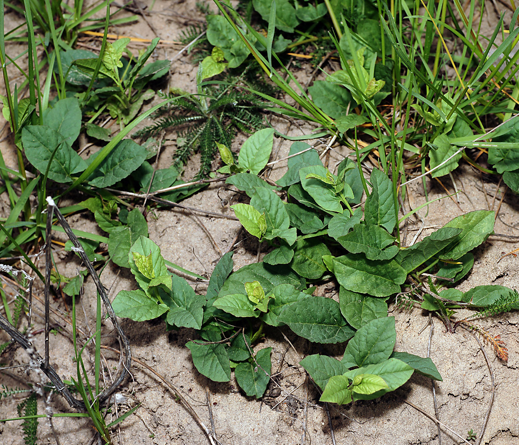 Изображение особи Convolvulus arvensis.