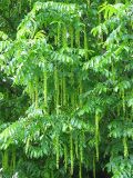 Pterocarya fraxinifolia. Ветви с соплодиями. Нидерланды, Гронинген, в городском озеленении. 24 июня 2006 г.