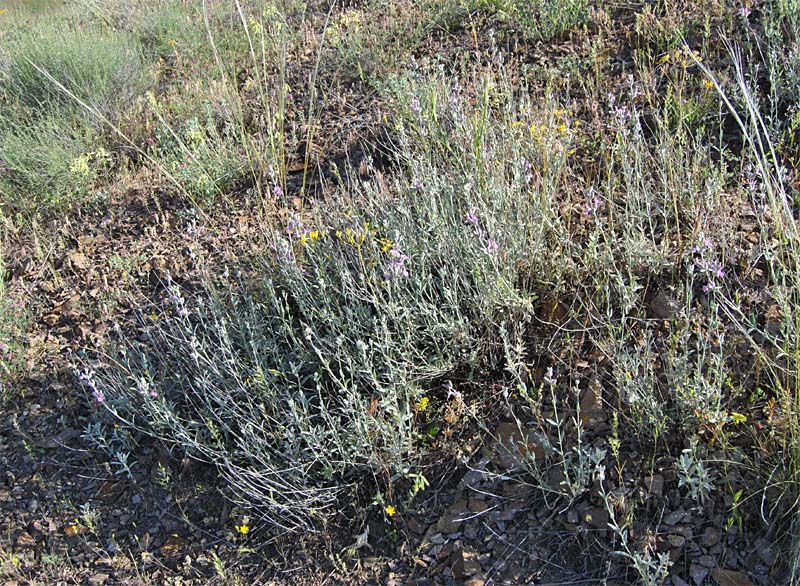 Image of Stachys inflata specimen.