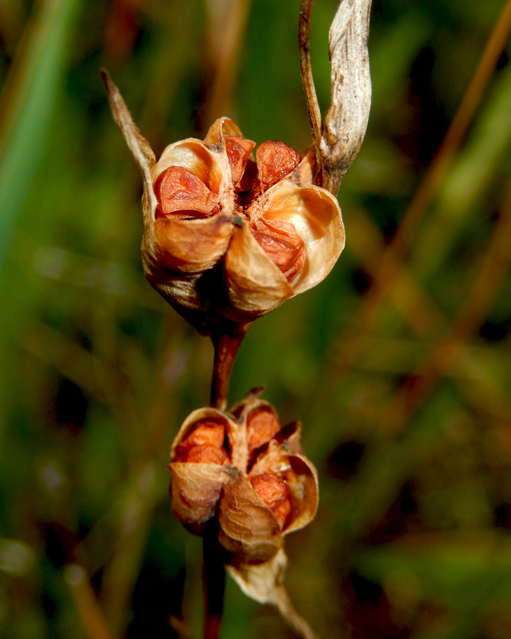 Изображение особи Gladiolus tenuis.