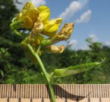 Lathyrus pratensis