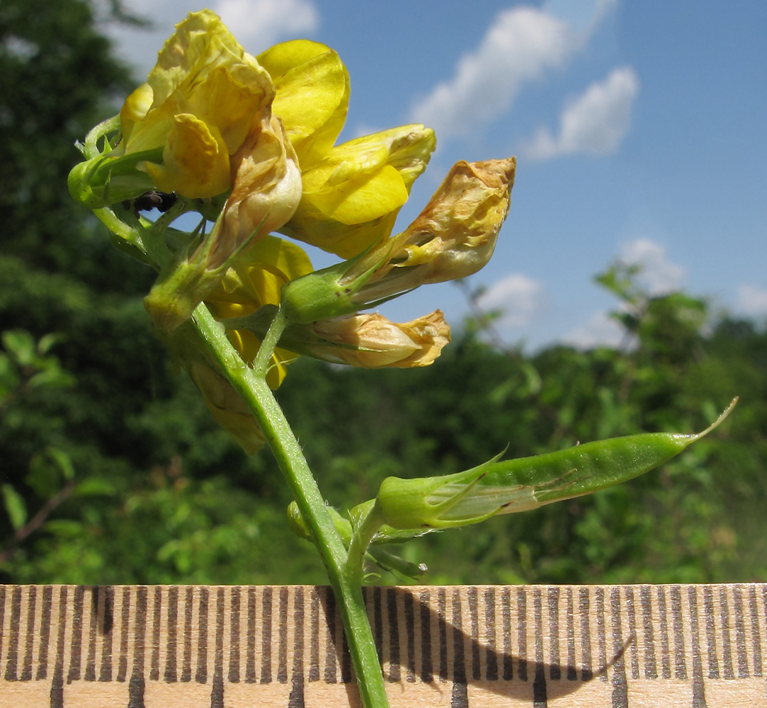 Изображение особи Lathyrus pratensis.