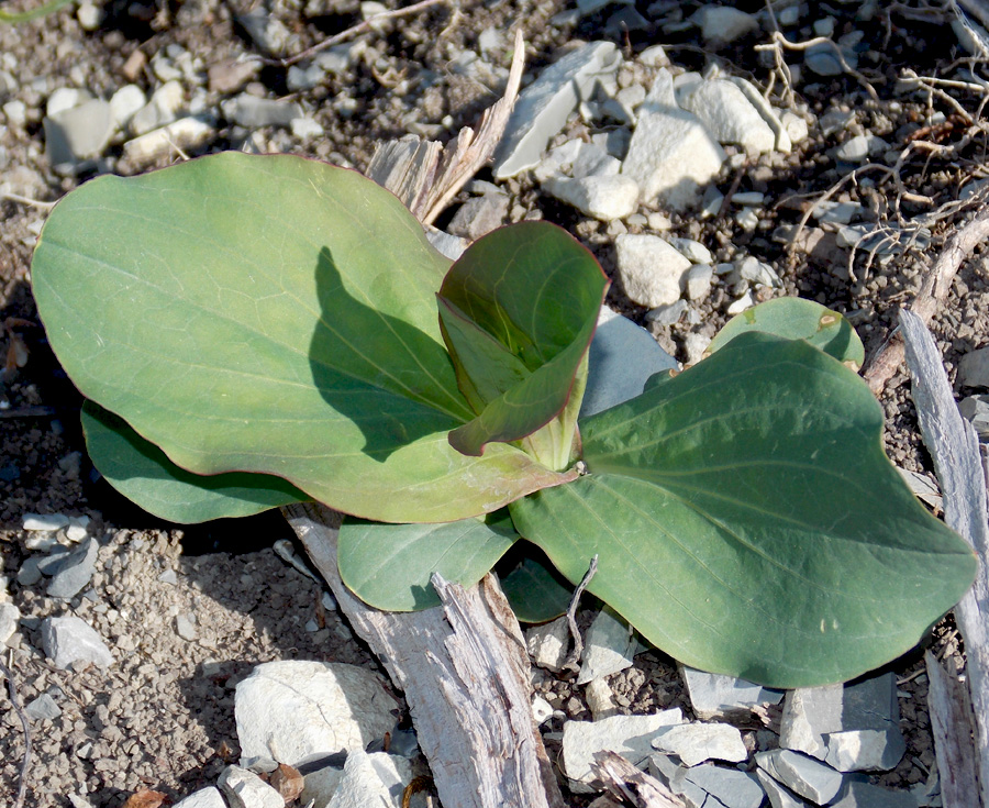 Image of Bupleurum rotundifolium specimen.