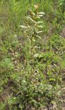 genus Populus