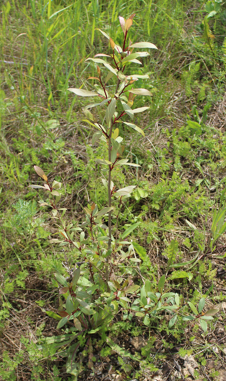 Image of genus Populus specimen.