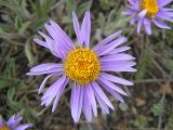 Aster serpentimontanus