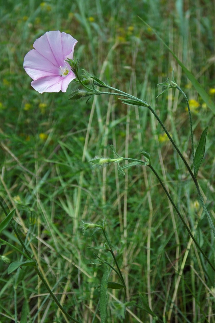 Image of Convolvulus cantabrica specimen.