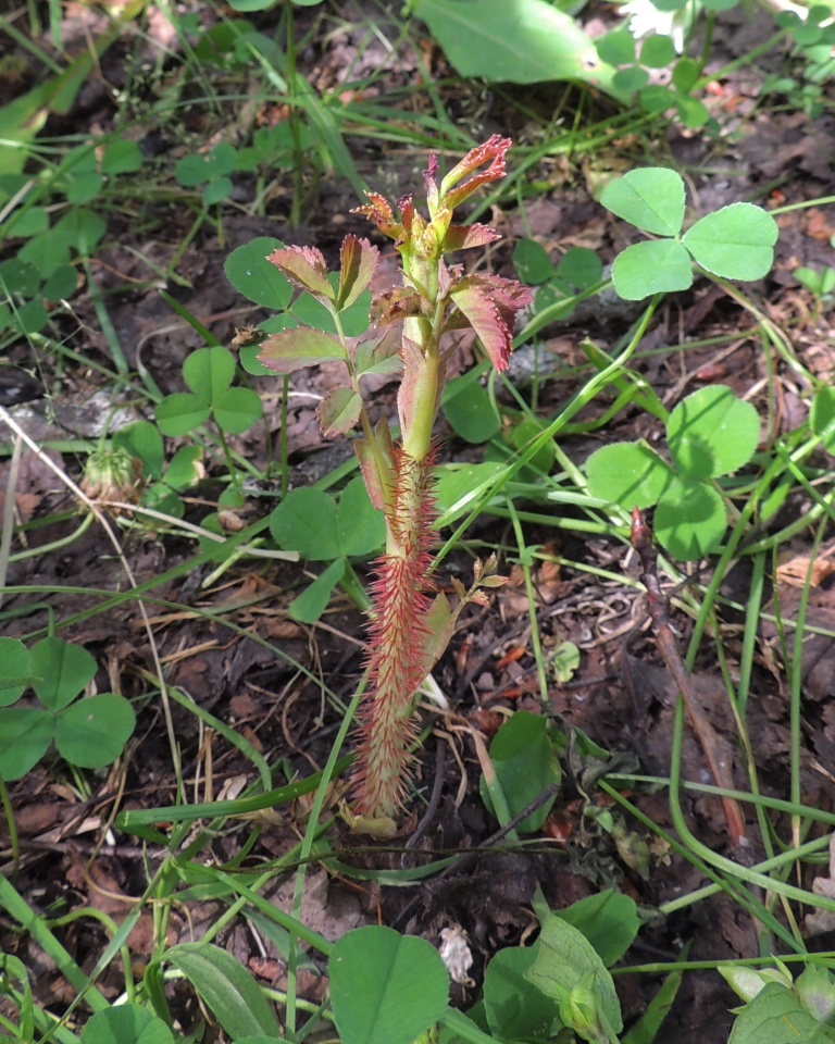 Изображение особи Rosa acicularis.