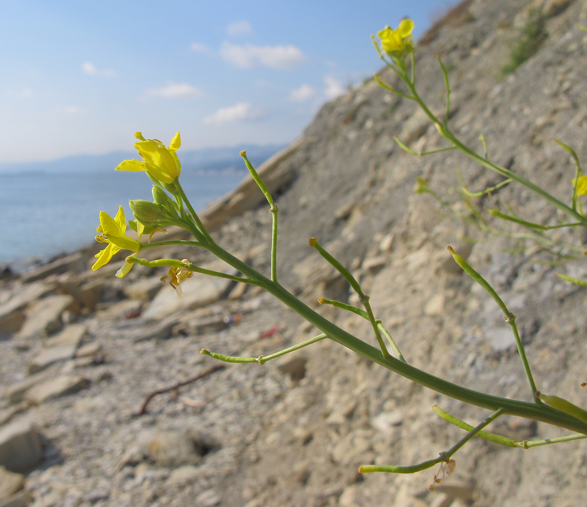 Изображение особи Diplotaxis tenuifolia.