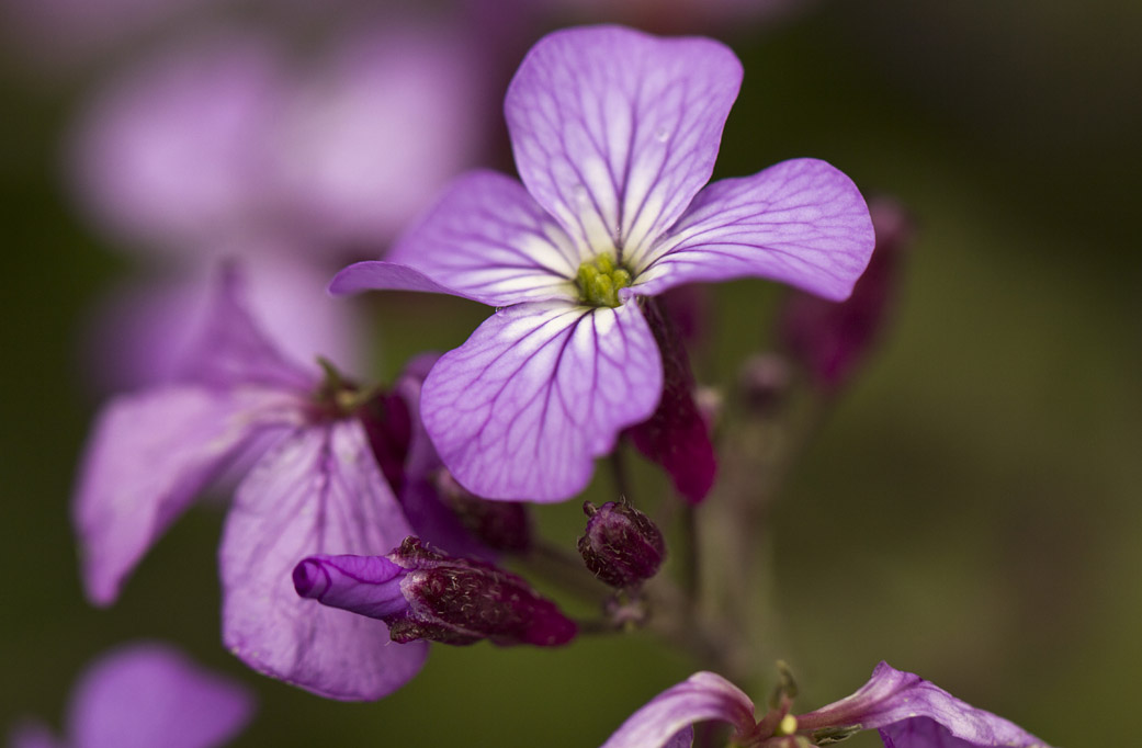 Изображение особи Lunaria annua.