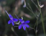 Delphinium paniculatum