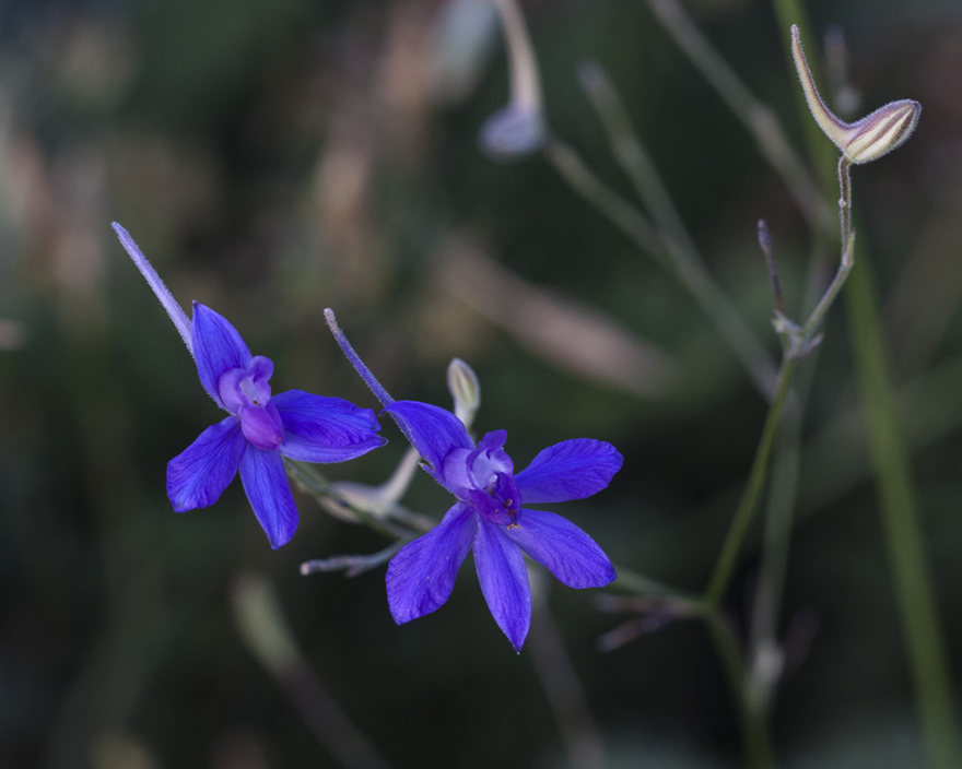 Image of Delphinium paniculatum specimen.