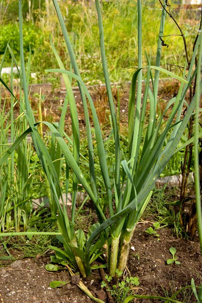 Image of Allium ramosum specimen.