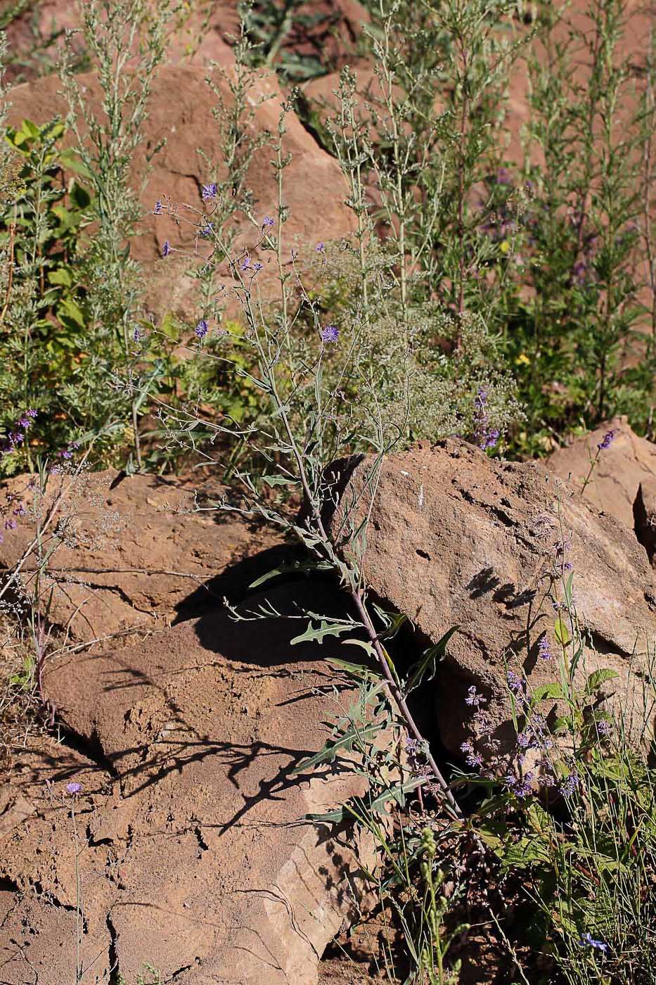 Image of Lactuca tatarica specimen.