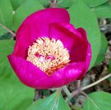 Paeonia caucasica