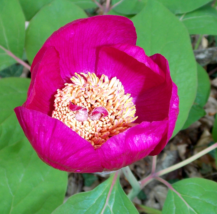 Image of Paeonia caucasica specimen.