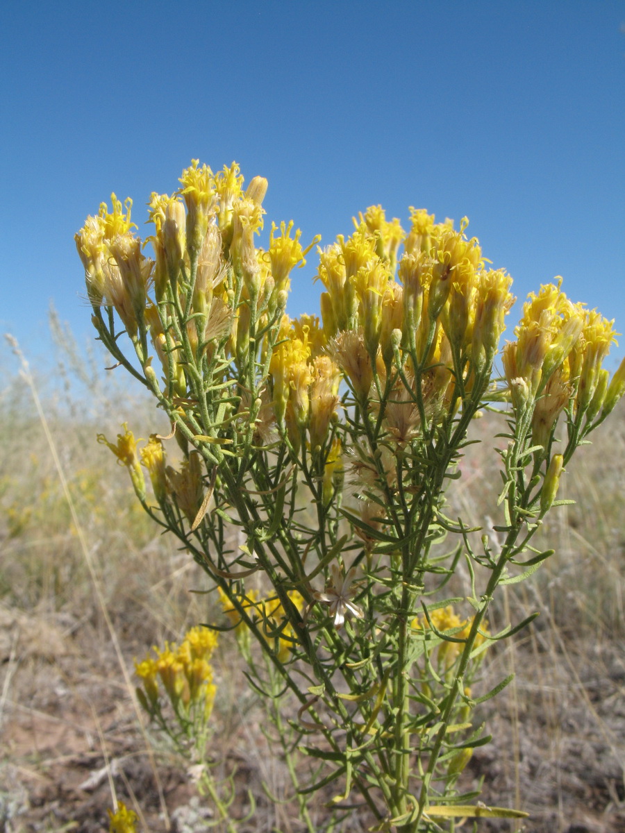 Image of Galatella tatarica specimen.