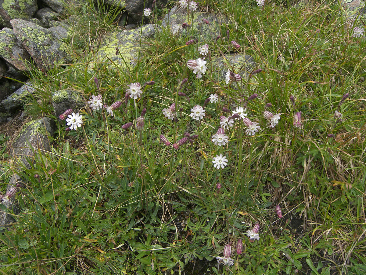 Image of Silene lychnidea specimen.