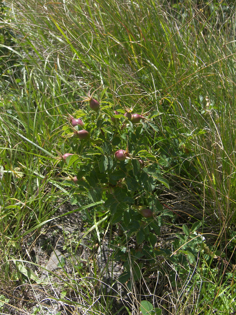 Изображение особи Rosa rubiginosa.