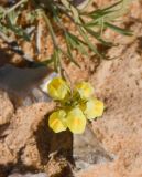 Linaria haelava. Соцветие. Израиль, центральная Арава, песчаная котловина севернее нахаль Шизаф. 03.02.2016.