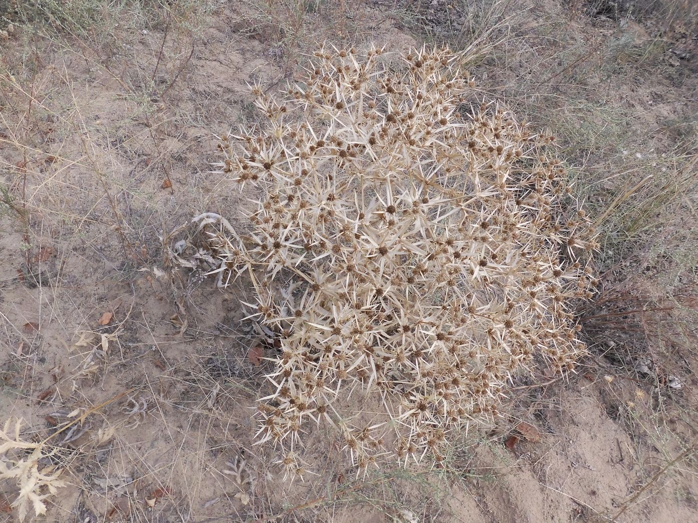 Image of Eryngium campestre specimen.