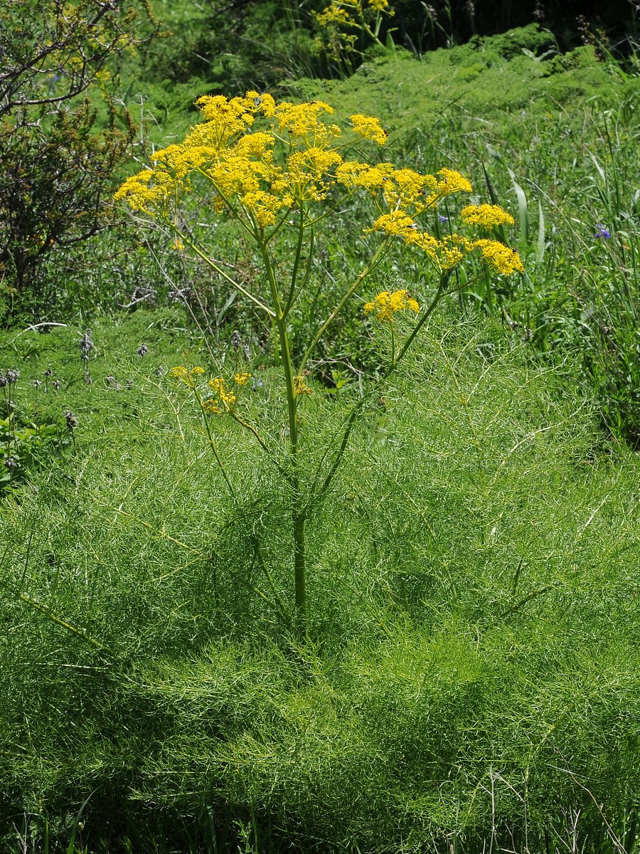 Image of Prangos pabularia specimen.