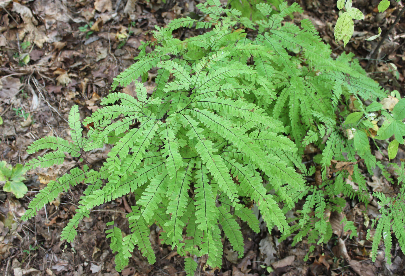 Изображение особи Adiantum pedatum.