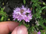 Thymus dubjanskyi. Соцветие (Thymus dubjanskii Klok. et Shost.). Саратовская обл., Хвалынский р-н, окр. г. Хвалынска, гора Богданиха. 21.07.2009.