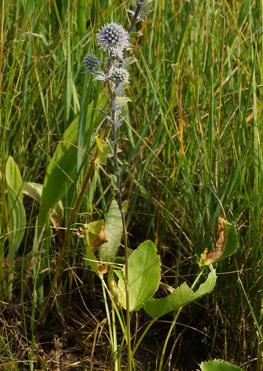 Image of Eryngium planum specimen.