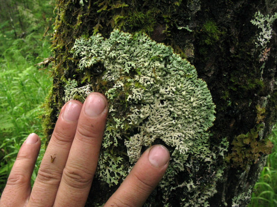 Image of Menegazzia pertusa specimen.