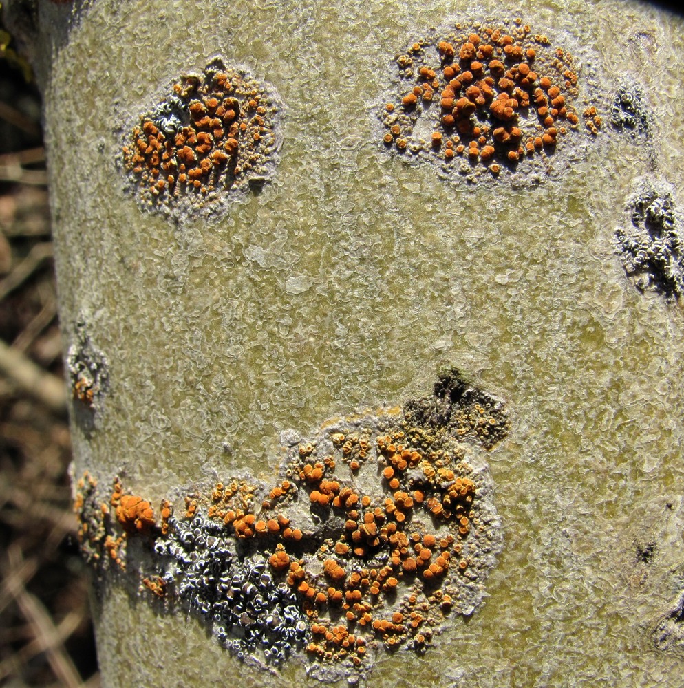 Image of genus Caloplaca specimen.