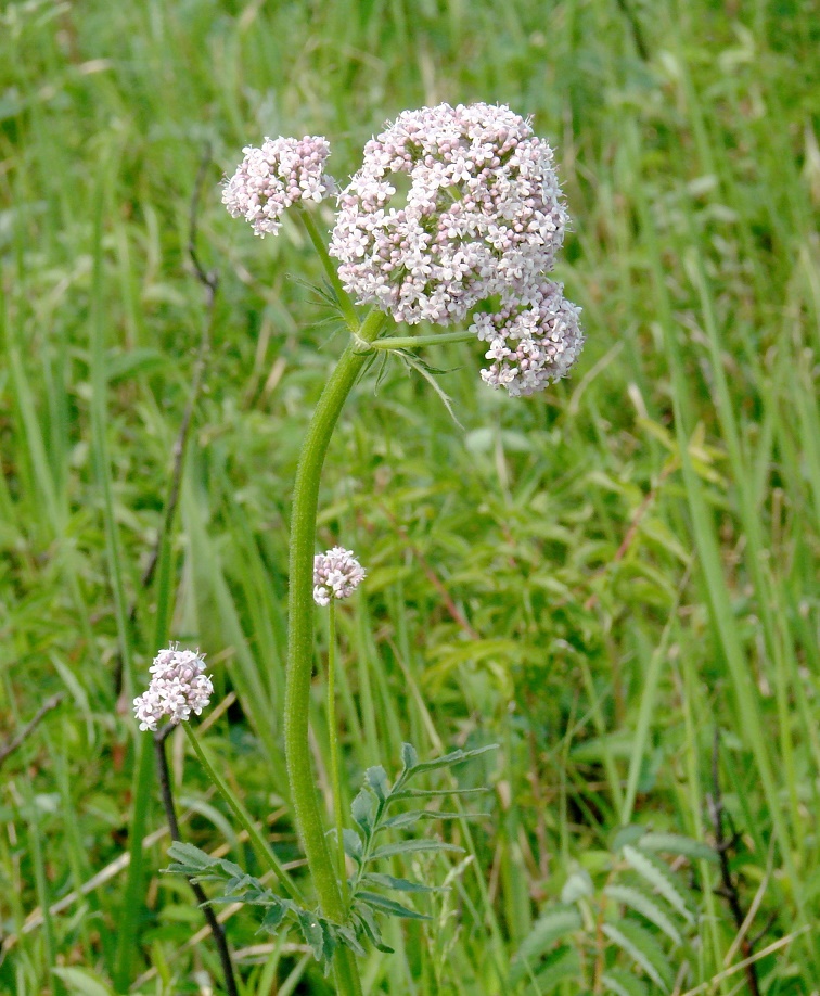 Изображение особи Valeriana alternifolia.