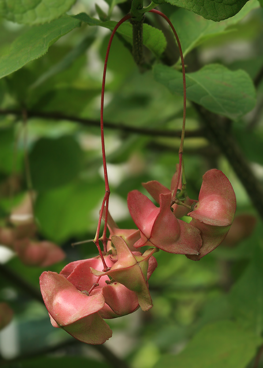 Image of Euonymus miniatus specimen.
