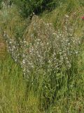 Salvia aethiopis. Цветущее растение. Украина, г. Запорожье, часть балки к югу от Областной больницы, возле дороги. 14.06.2016.