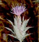 Carthamus glaucus