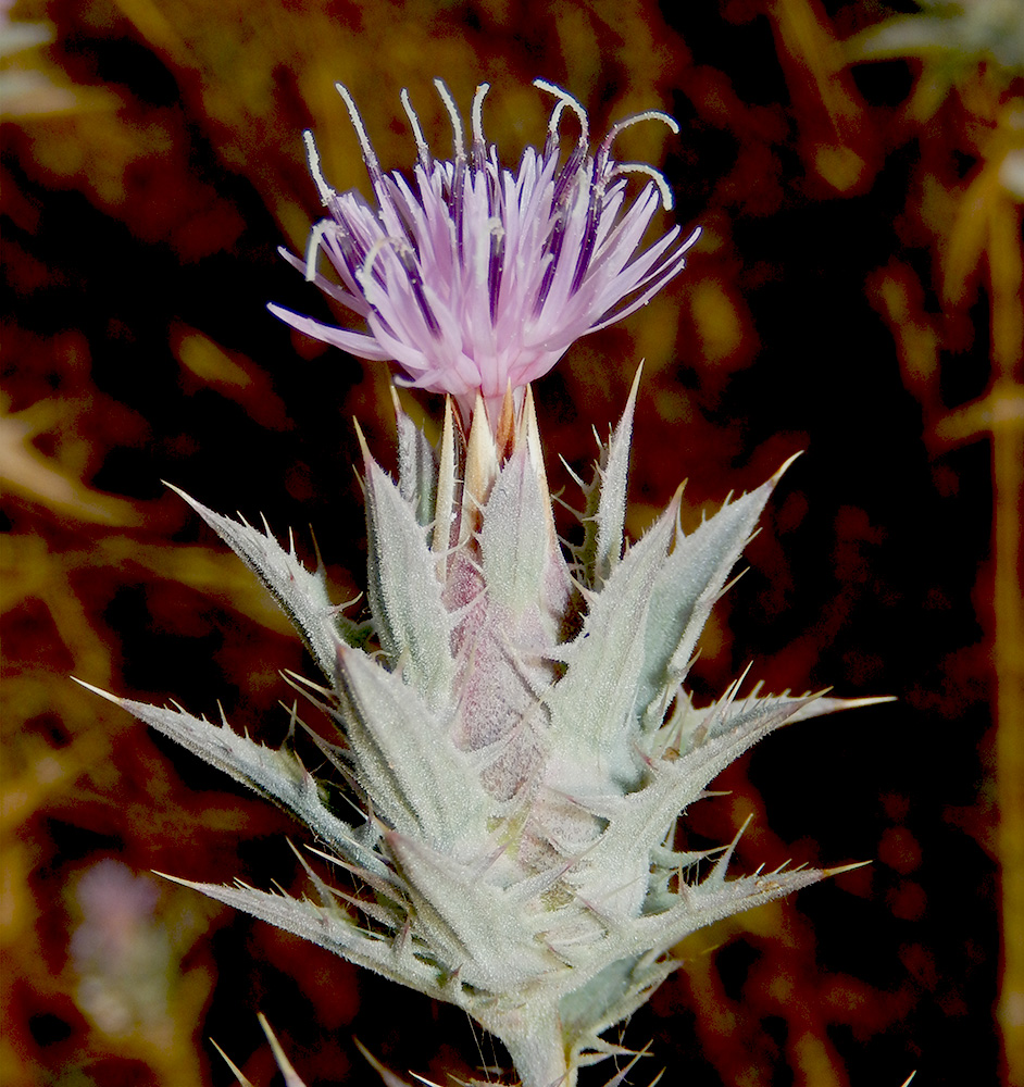 Изображение особи Carthamus glaucus.