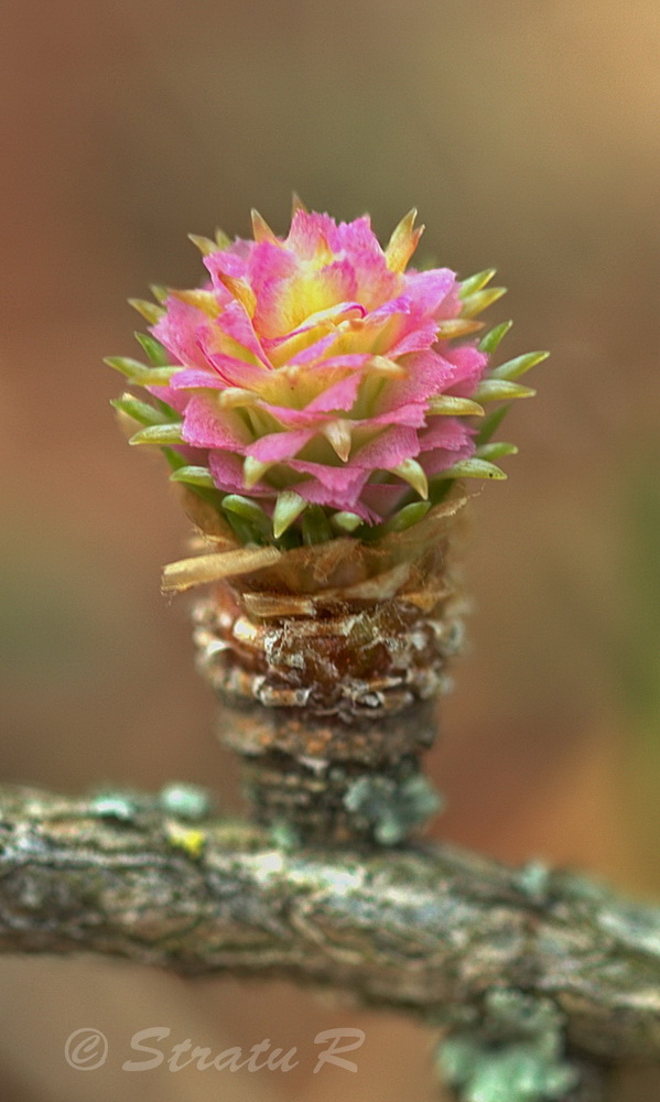 Image of Larix sibirica specimen.