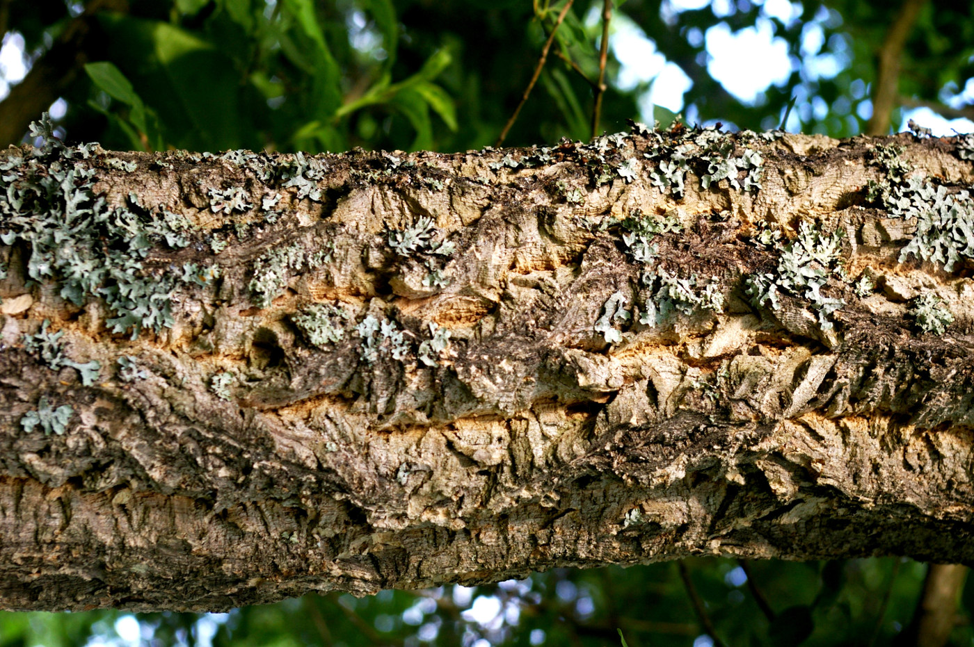 Image of Phellodendron amurense specimen.