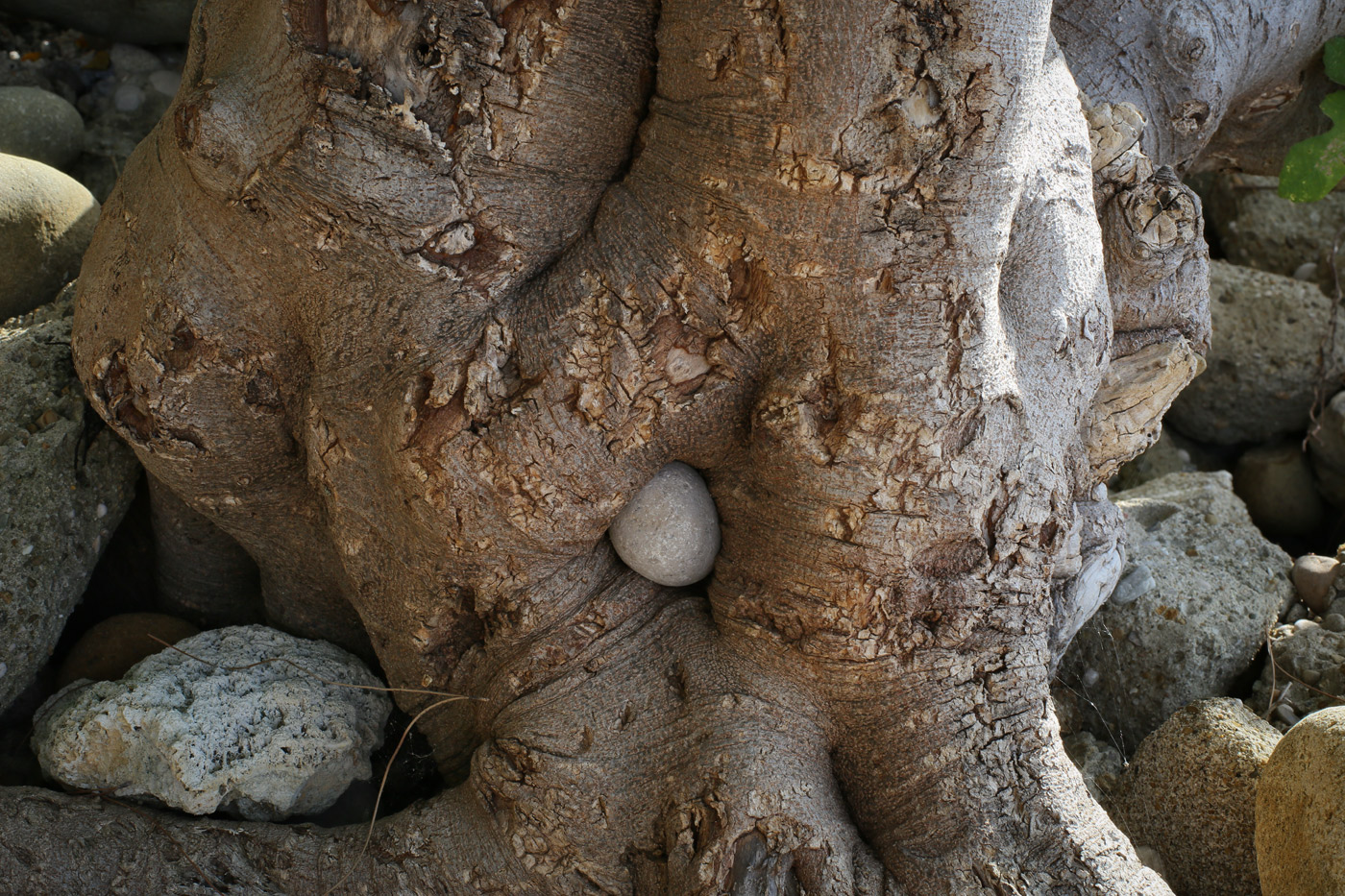 Image of Ficus carica specimen.