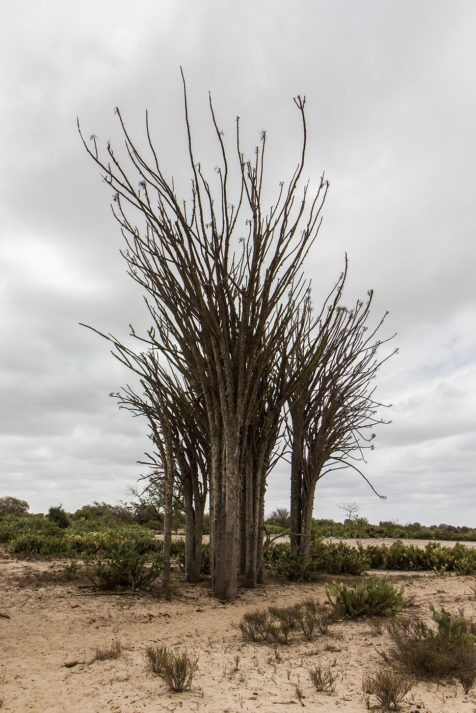 Image of genus Didierea specimen.