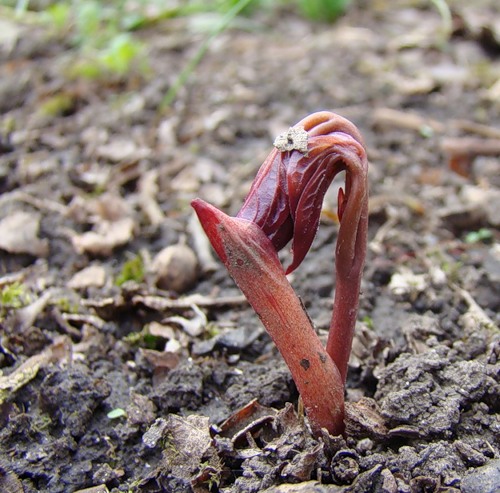 Image of genus Paeonia specimen.